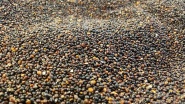 Quinoa schwarz 5 kg BIO Davert 