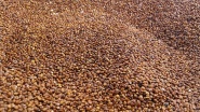 Quinoa rot, 2,5kg BIO Davert 